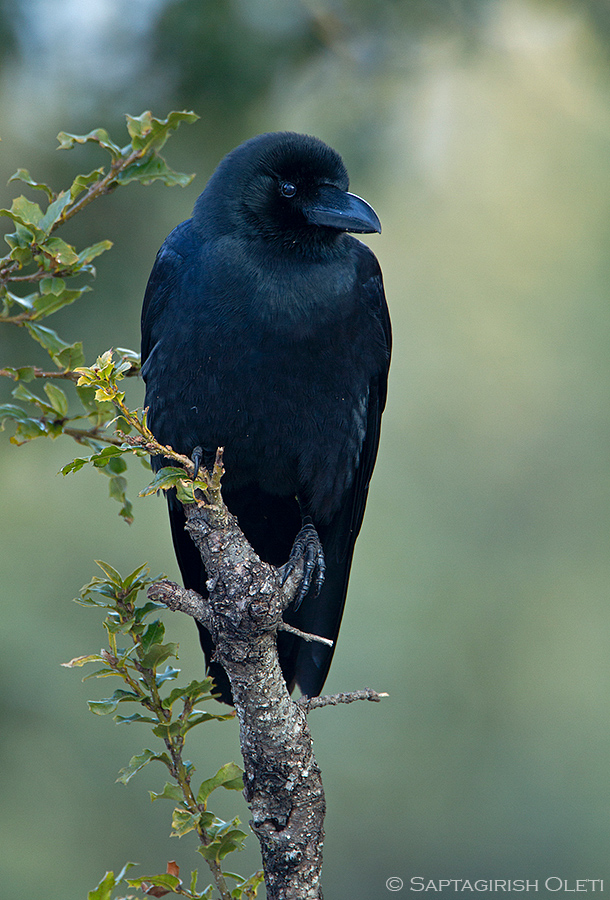 Large-billed Crow photographed at Chopta, India