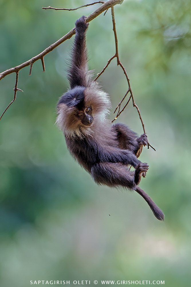Lion-tailed macaque photographed at Valparai