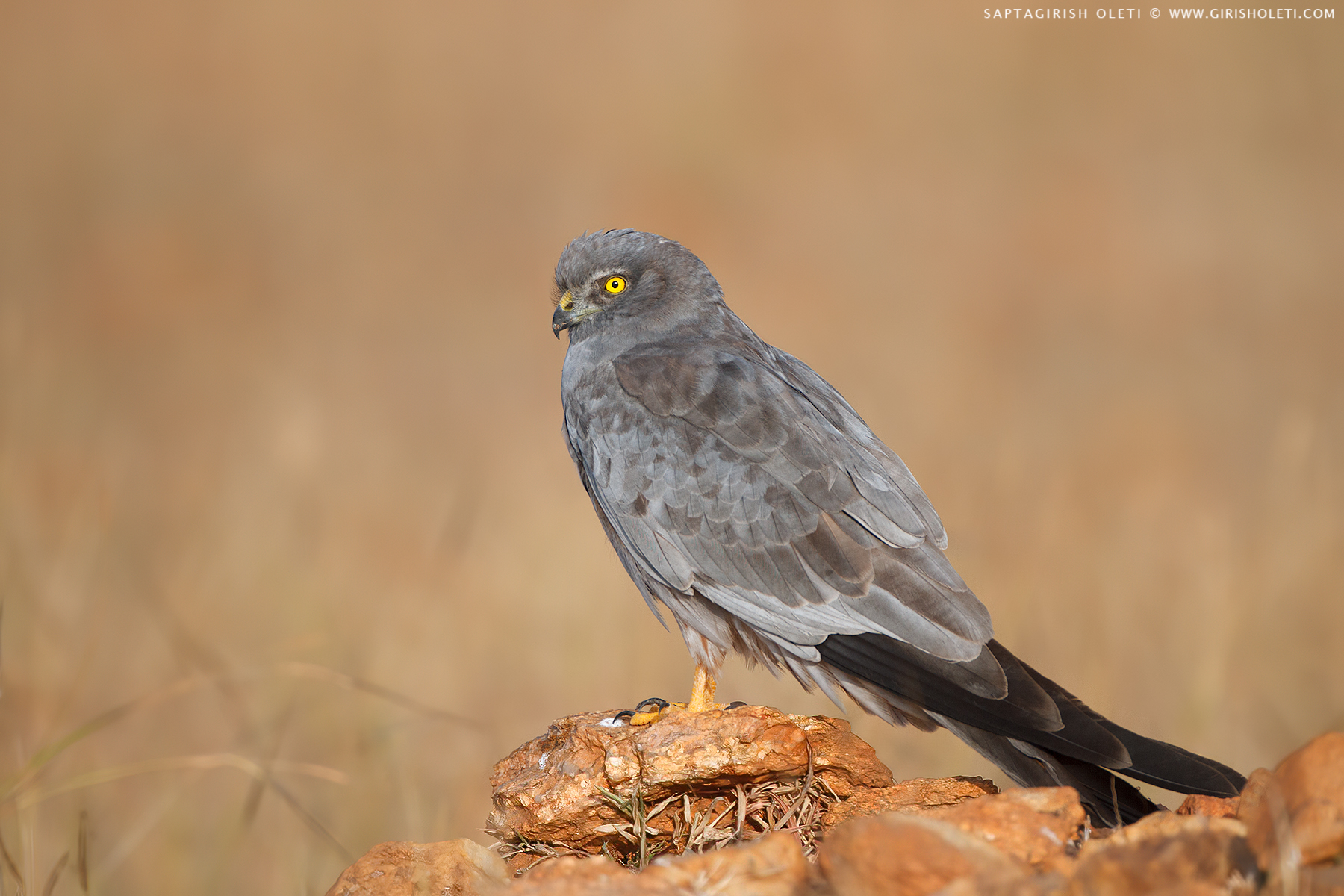 Montagu's Harrier photographed at Bangalore