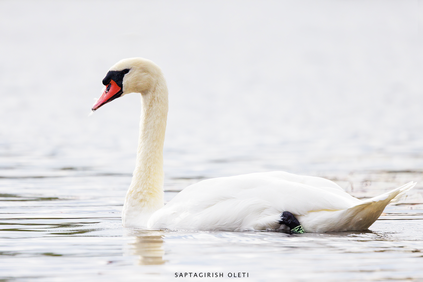Mute Swan photographed at Edinburgh, Scotland