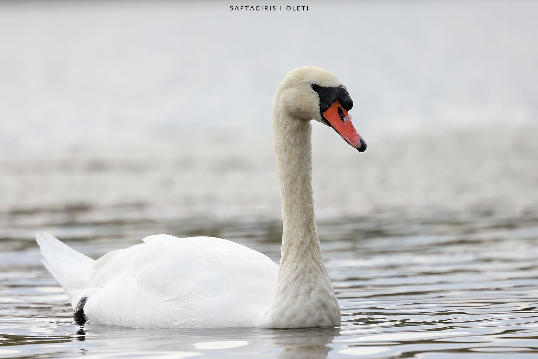 Mute Swan photographed at Edinburgh, Scotland