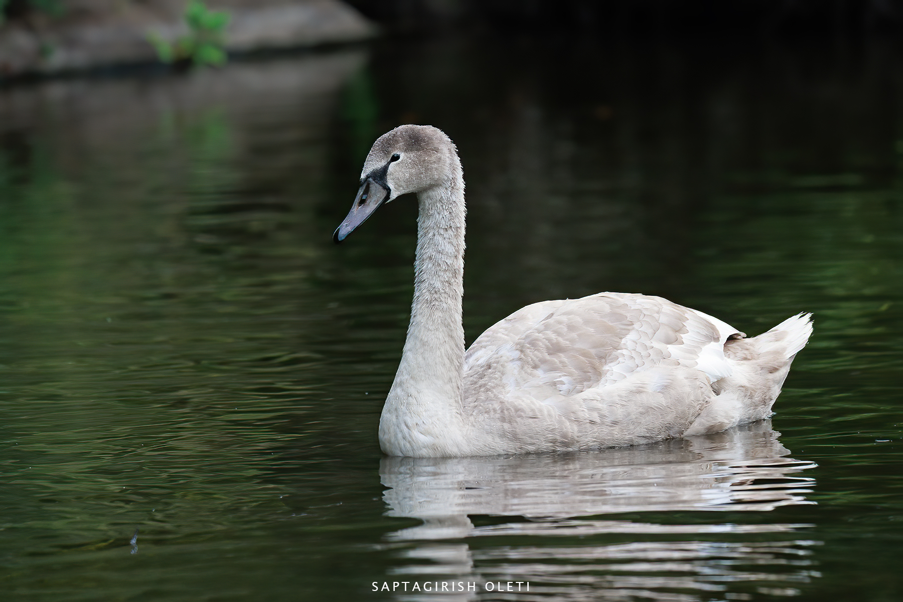 Mute Swan photographed at Edinburgh, Scotland