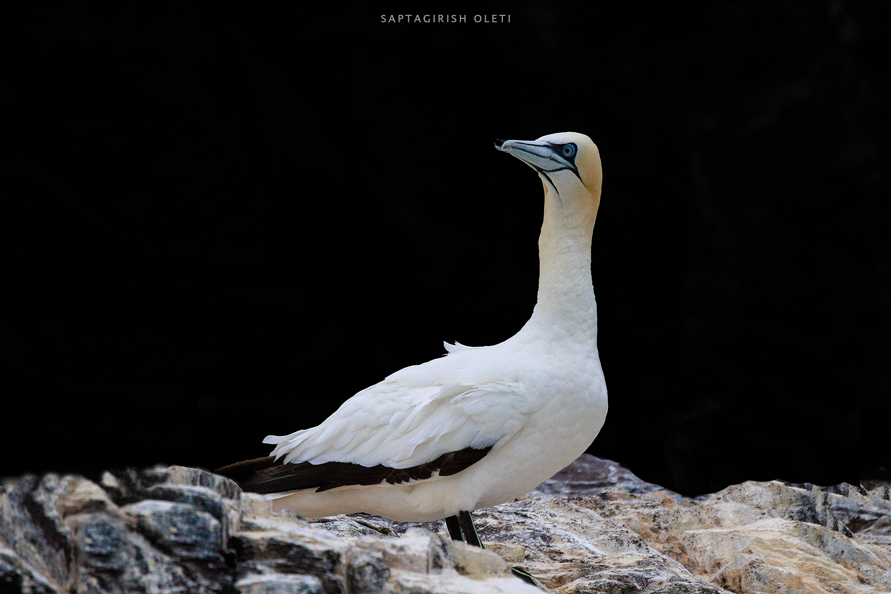 Northern Gannet photographed at Bass Rock, Scotland