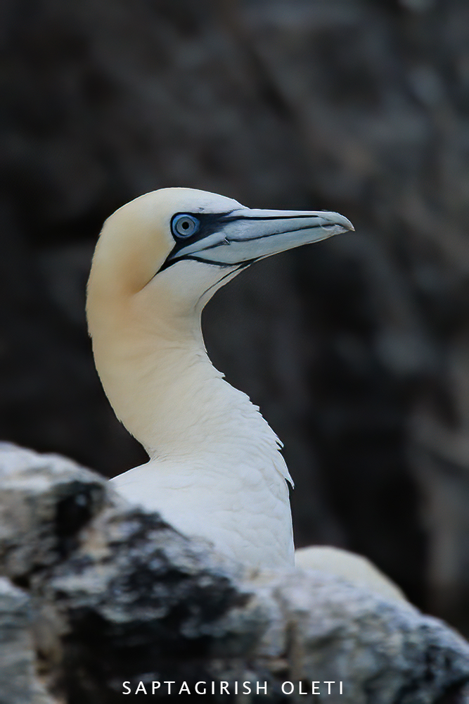 Northern Gannet photographed at Bass Rock, Scotland