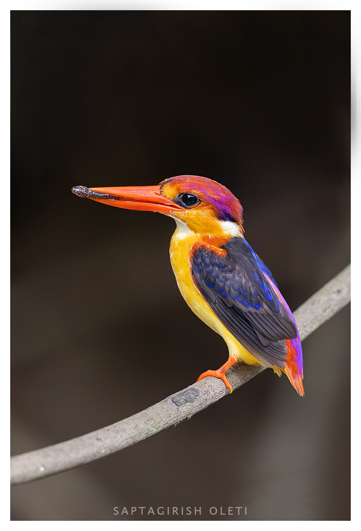 Oriental Dwarf Kingfisher photographed at Karnala Bird Sanctury
