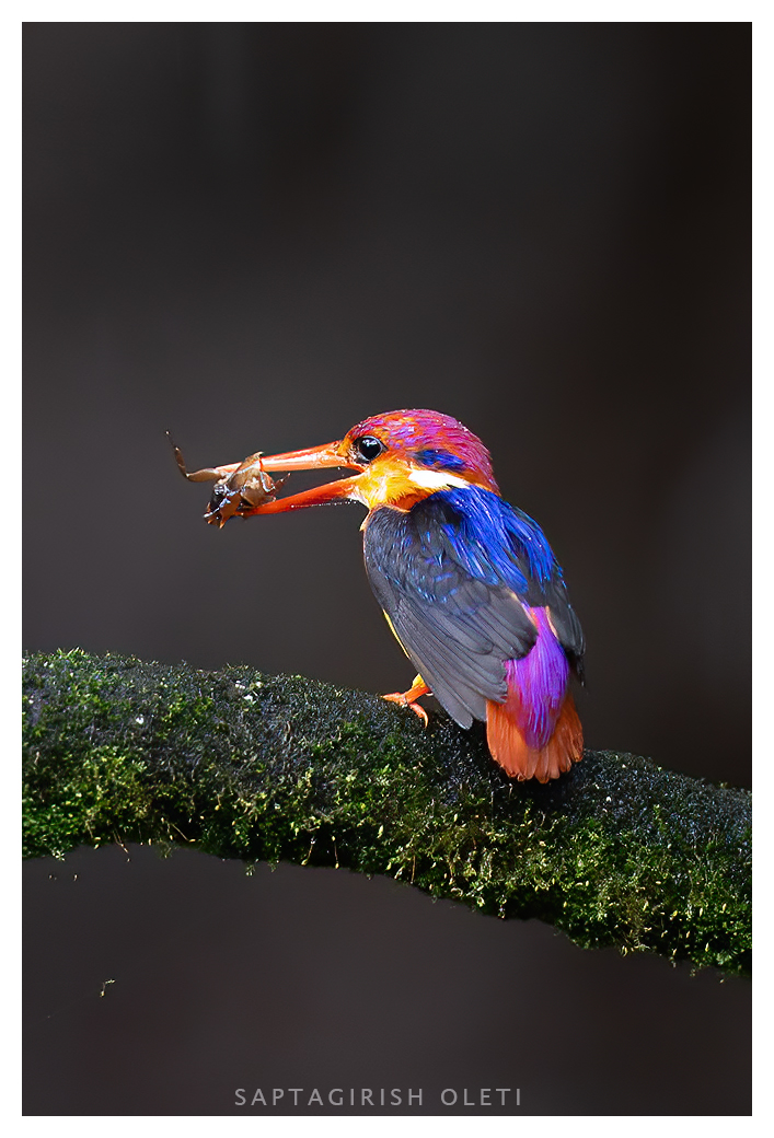 Oriental Dwarf Kingfisher photographed at Karnala Bird Sanctury