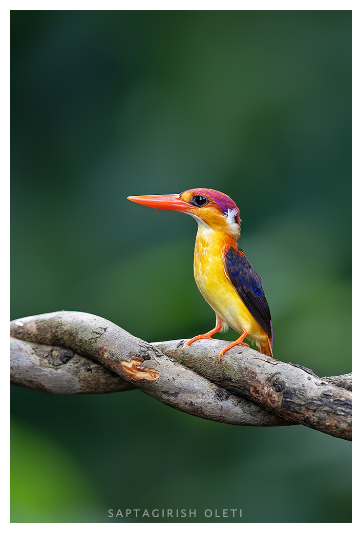 Oriental Dwarf Kingfisher photographed at Karnala Bird Sanctury