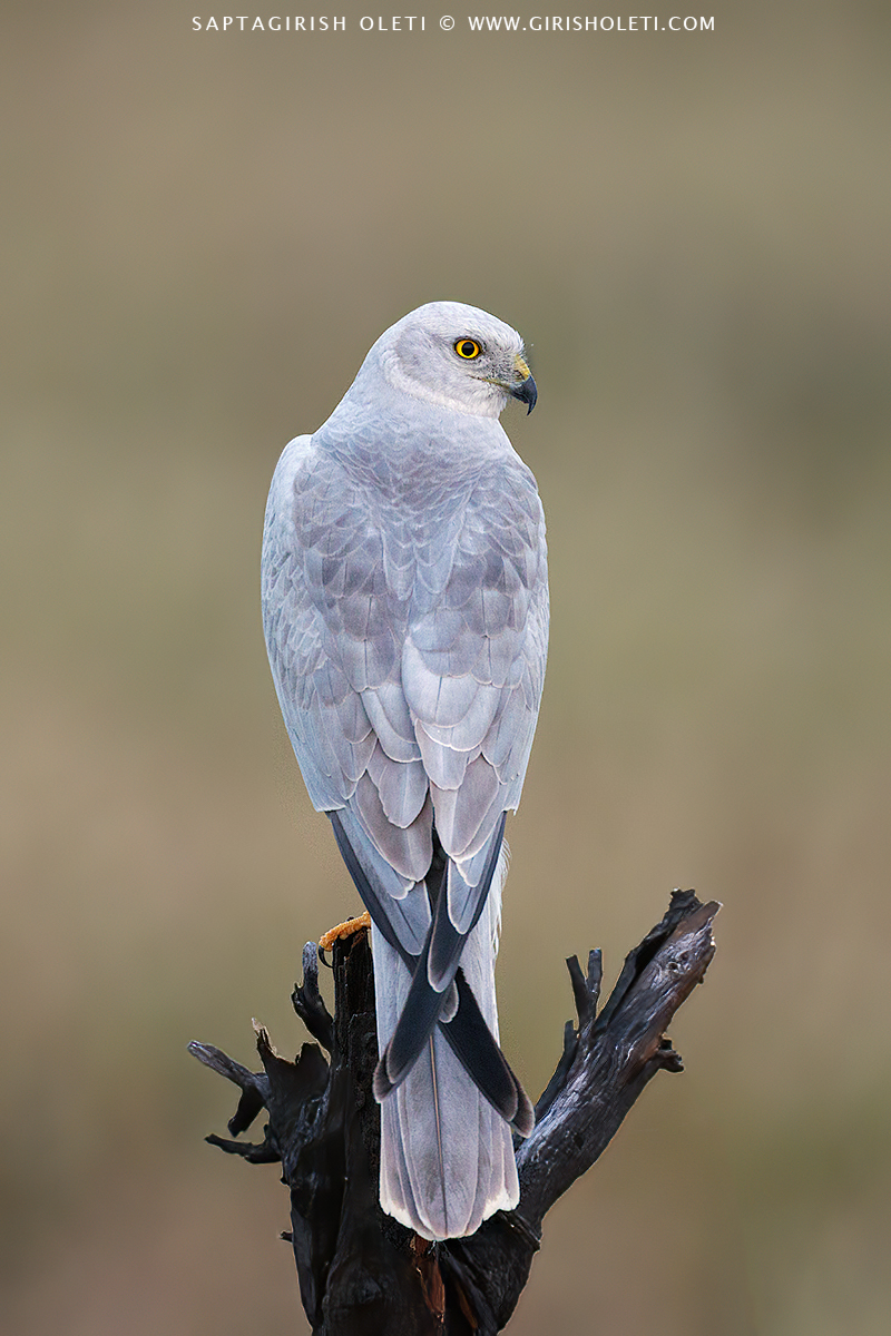 Pallid Harrier photographed at Bhigwan, Maharastra