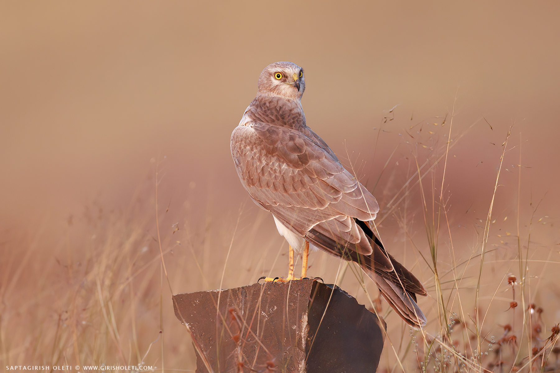 Pallid Harrier