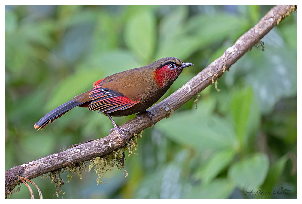 Red-faced Liocichla photographed at Sikkim