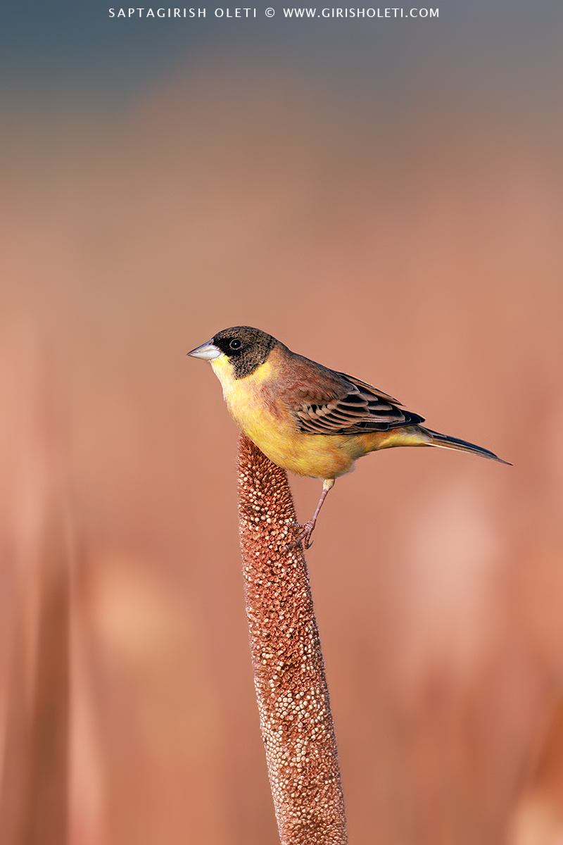 Red-headed Bunting photographed at Bhigwan, Maharastra