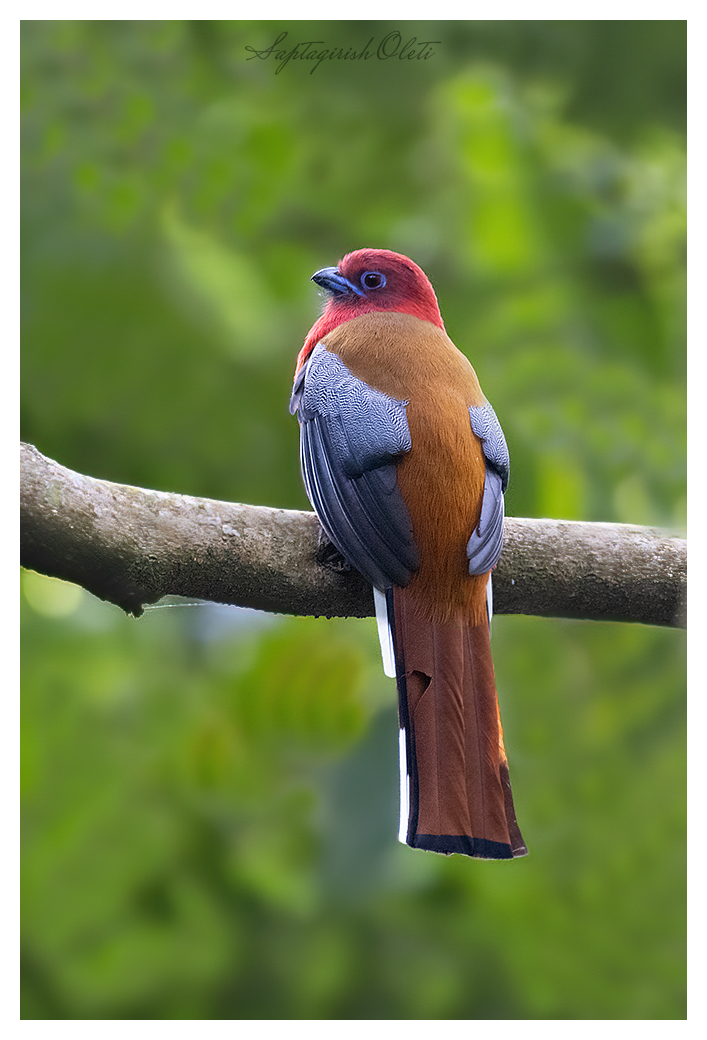 Red-headed Trogon photographed at Latpanchar