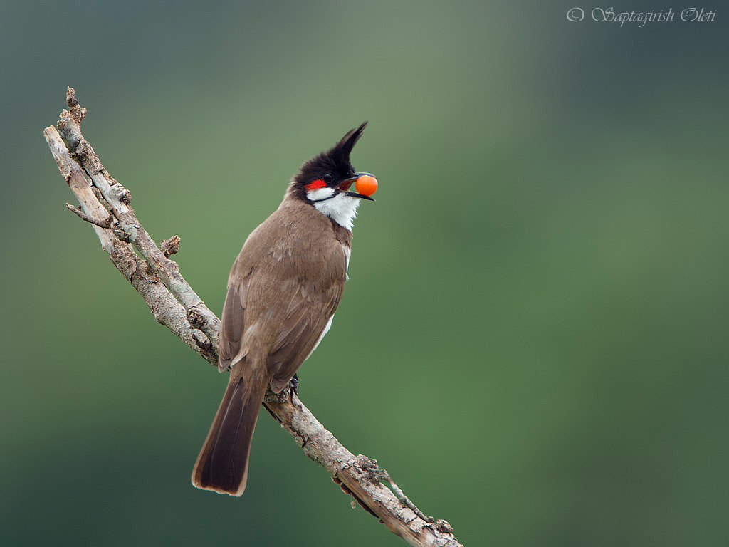 Red-whiskered Bulbul photographed at Bangalore, India