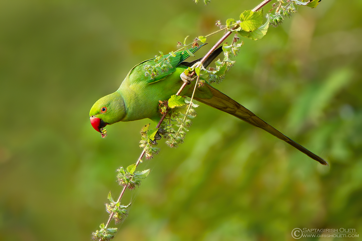 Rose-ringed Parakeet photographed at Annavaram, Andhra Pradesh