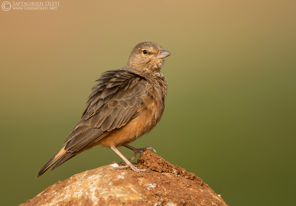 Rufous-tailed Lark photographed at Bangalore
