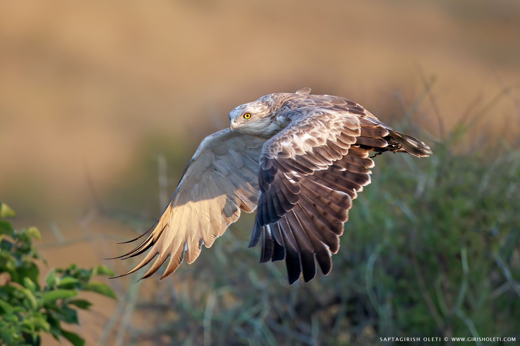 Short-toed Snake-Eagle photographed at Bhigwan, Maharastra