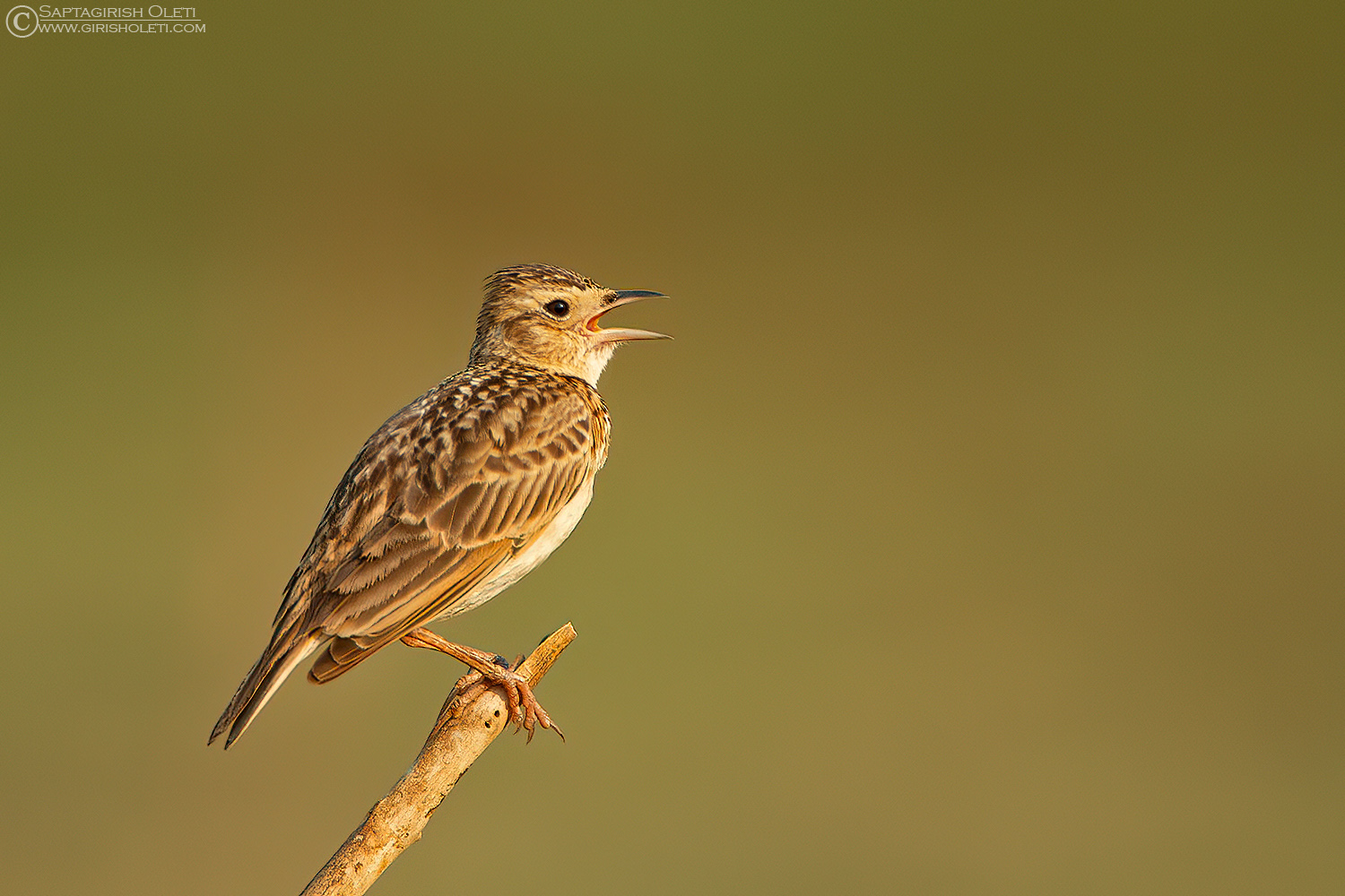 Singing Bushlark photographed at Bangalore, India