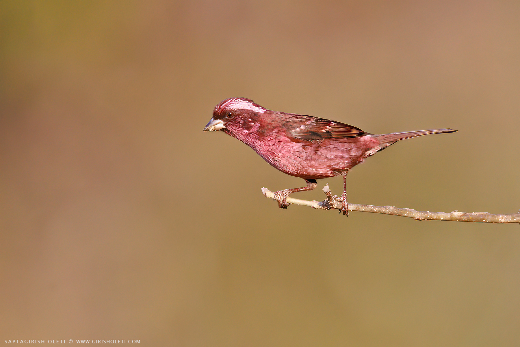 Spot-winged Rosefinch photographed at Munsyari, Uttarakhand