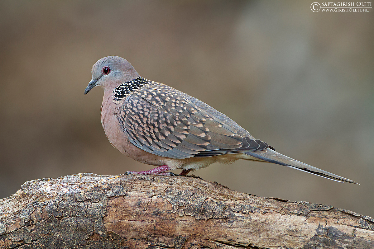 Spotted Dove photographed at Sattal