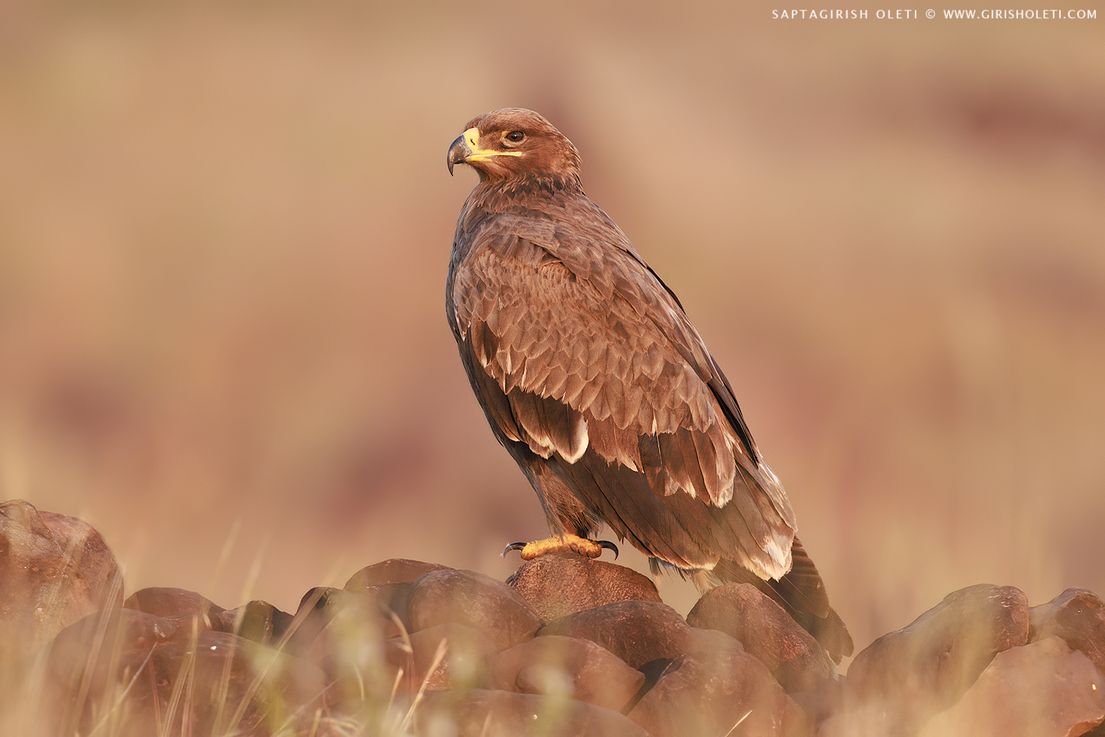 Steppe Eagle photographed at Bhigwan, Maharastra