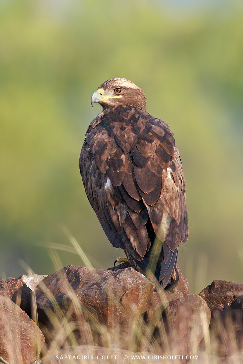 Imperial Eagle photographed at Bhigwan, Maharastra