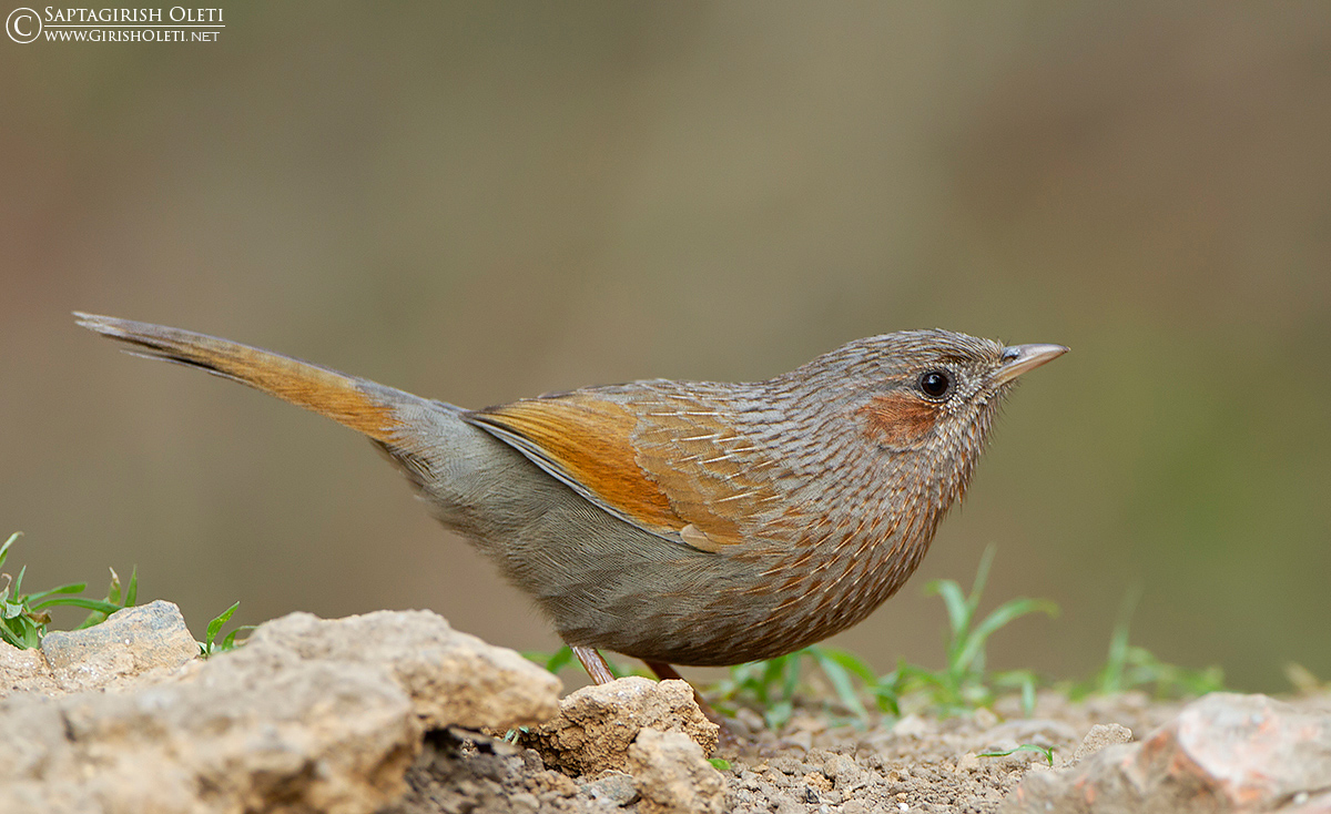 Streaked Laughingthrush photographed at Sattal