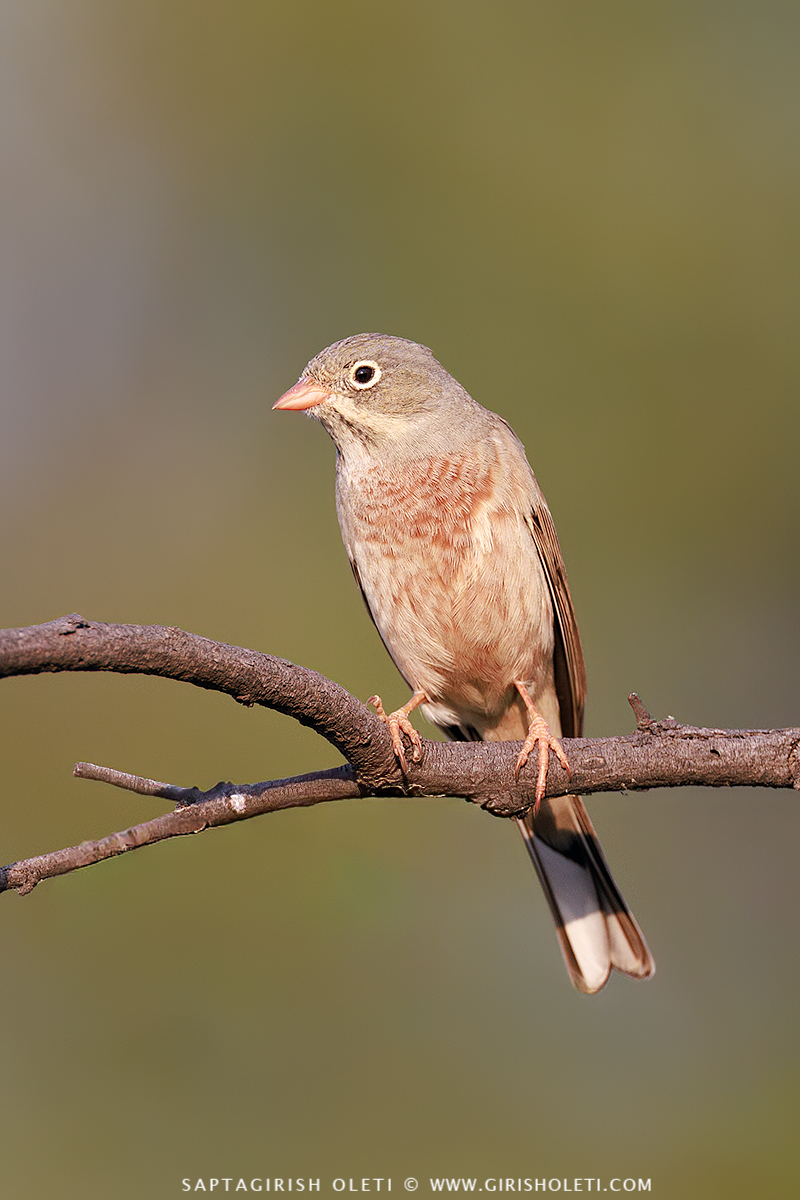 Striolated Bunting photographed at Bhigwan, Maharastra
