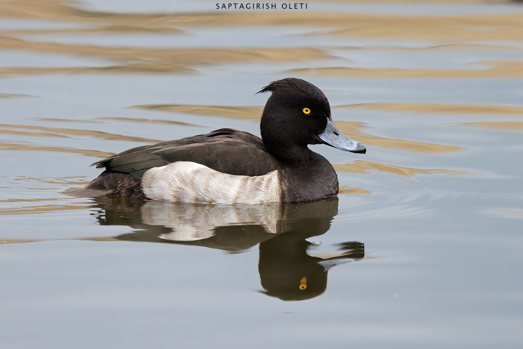 Tufted Duck photographed at Edinburgh, Scotland