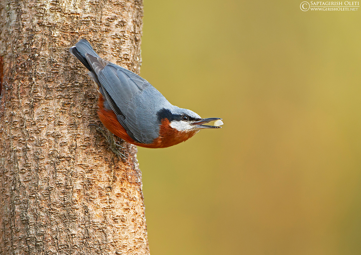 CHESTNUT-BELLIED NUTHATCH photographed at Sattal, India