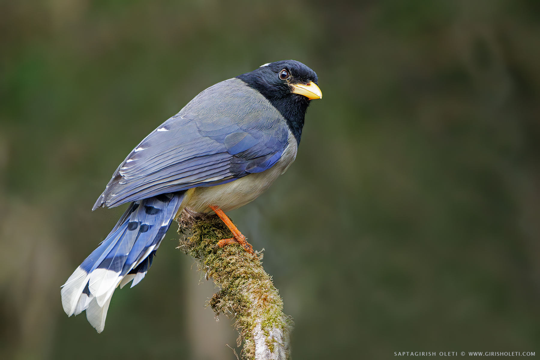 Yellow-billed Blue Magpie photographed at Tiger Hills, Darjeeling