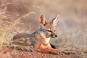 Bengal Fox