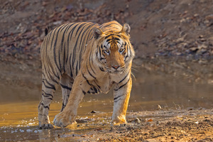 Bengal Tiger