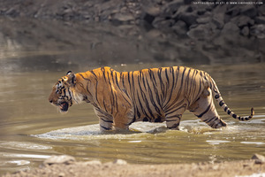 Bengal Tiger