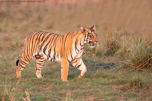 Bengal Tiger