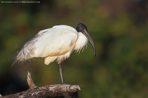 Black-headed Ibis