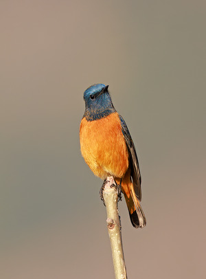 Blue-fronted Redstart
