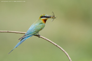 Blue-tailed Bee-eater