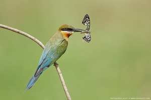 Blue-tailed Bee-eater