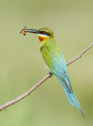 Blue-tailed Bee-eater