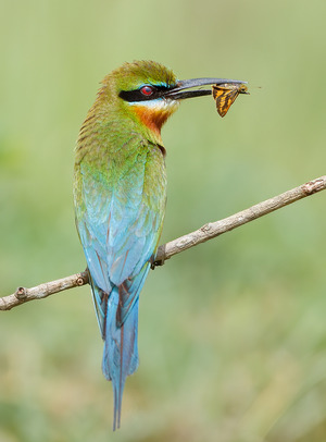 Blue-tailed Bee-eater