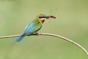 Blue-tailed Bee-eater