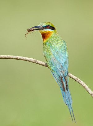 Blue-tailed Bee-eater