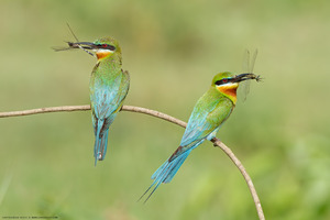 Blue-tailed Bee-eater