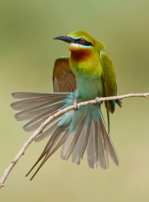Blue-tailed Bee-eater
