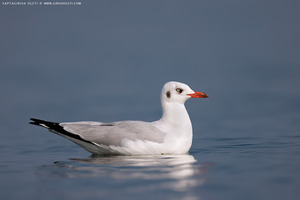 Common Black-headed Gull