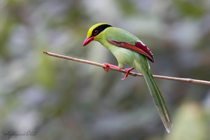 Common Green Magpie