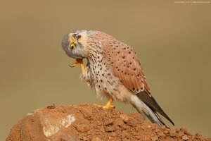 Common Kestrel