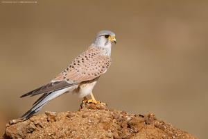 Common Kestrel