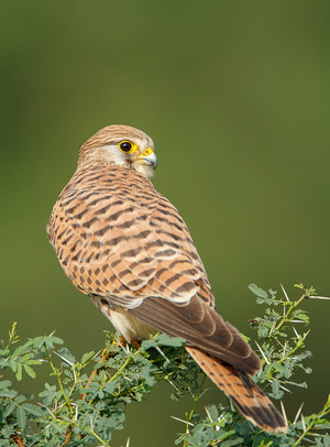 Common Kestrel