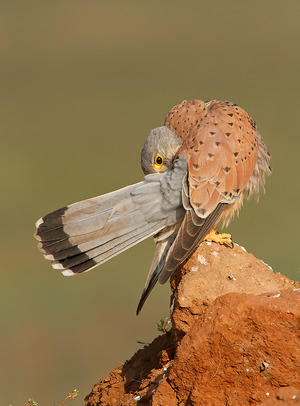 Common Kestrel